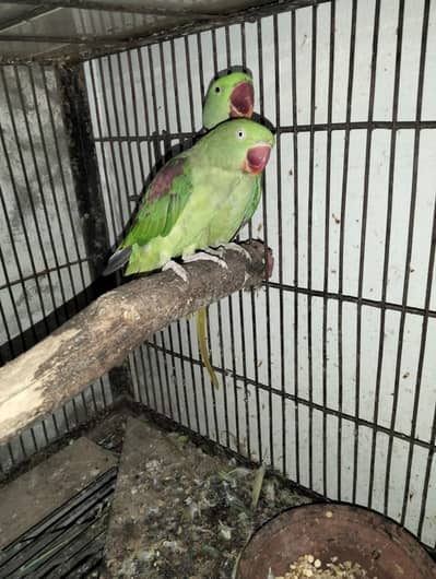 raw breeder pair age 5 sal
