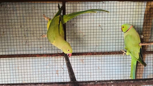 parrot for sale Whatsapp/ 03245058676