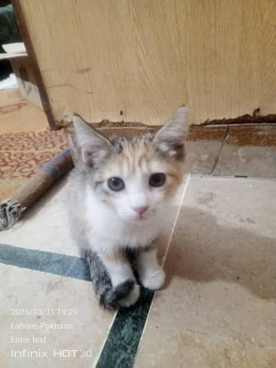 Adoption