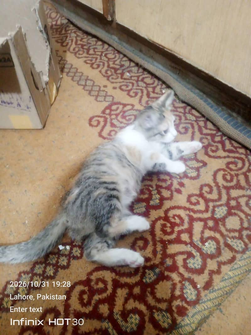 Adoption 4