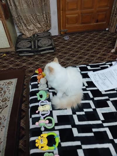 persion triple coated kitten for sale
