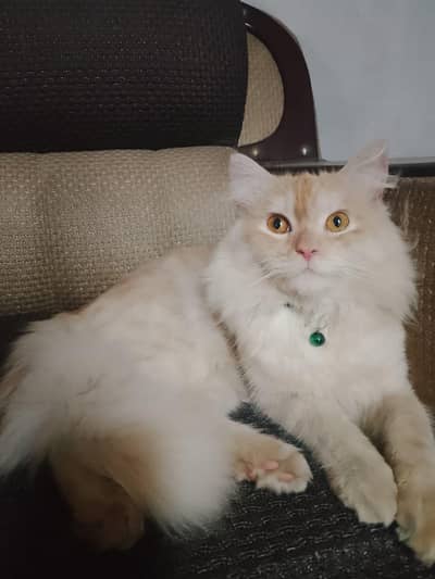 Please jis k pass female cat ho to woi rabta Kara ok