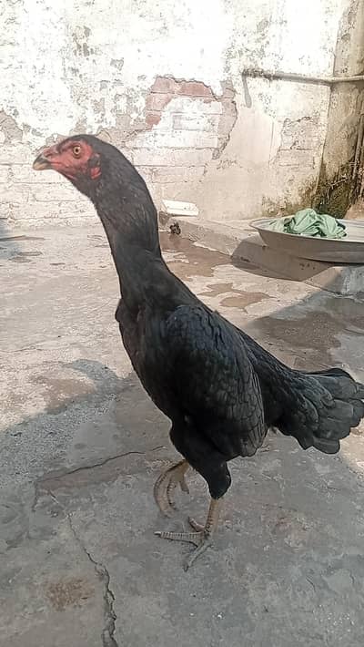 Aseel hen