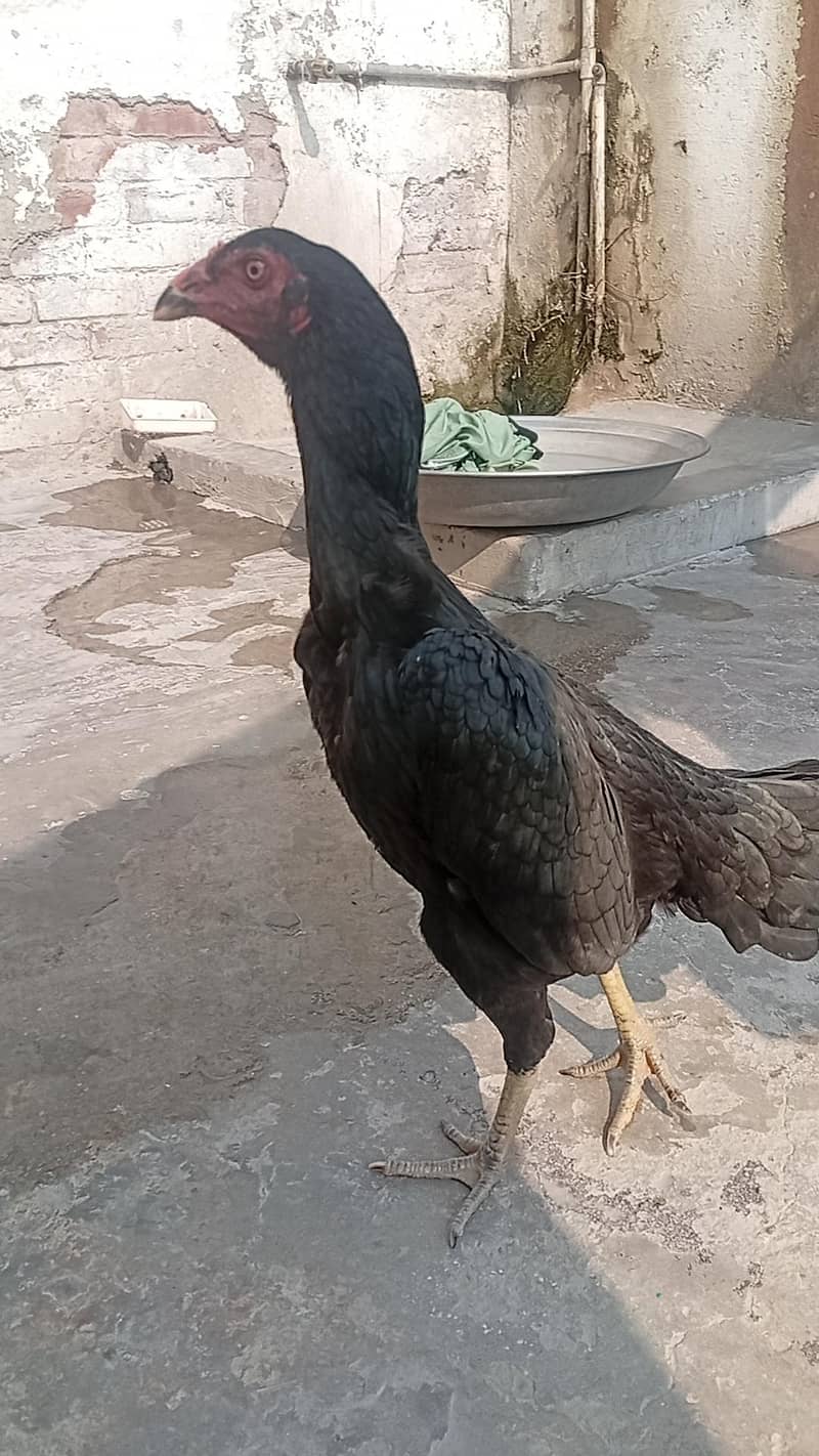 Aseel hen 1