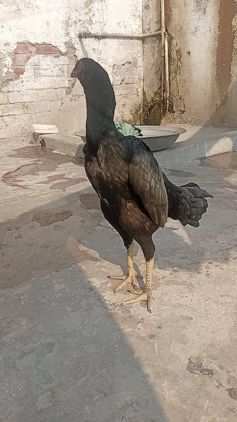 Aseel hen 3