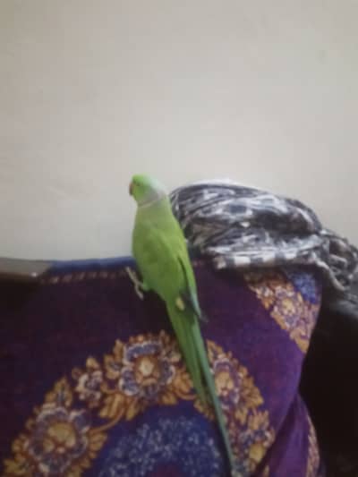 Parrot
