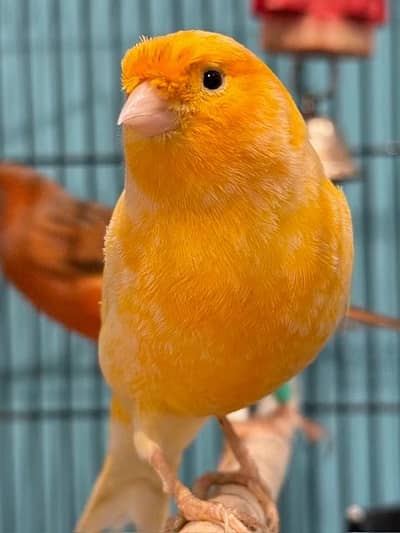Canary /Red factor canary/Yellow Canary/Mossique canary/Gloster canary