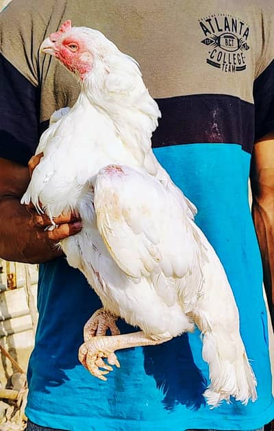 Heera /hera/hira/white rampuri aseel/aseel
