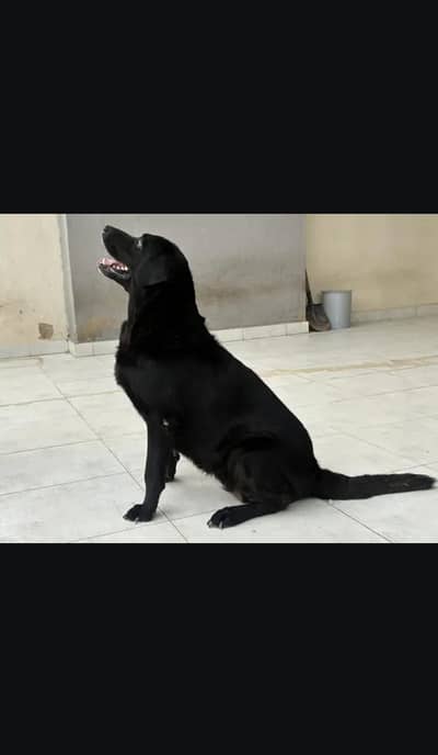 labrador female