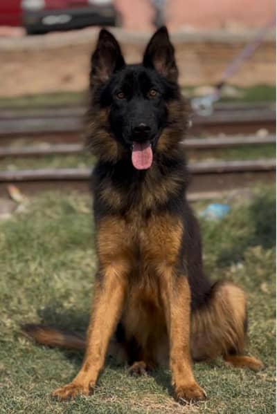 German Shepherd proper long coated female 5 month for sale