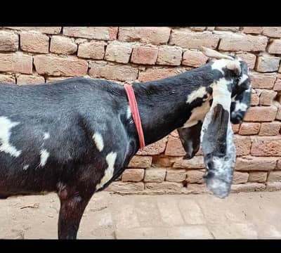 Beetal bakri sath nagri path