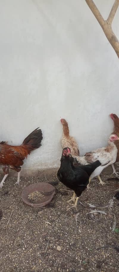 Mix Hens Setup for Sale