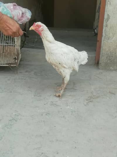 Aseel Heera Cross
