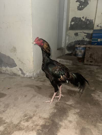 Sava aseel patha for sale