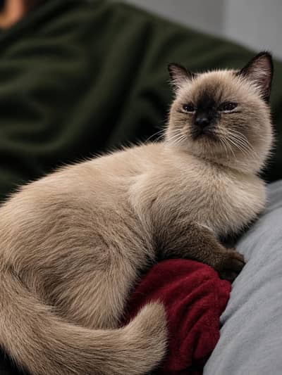 Siamese breed 8month