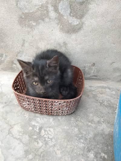 black Persian kitten | double coat
