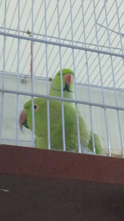 Green parrot