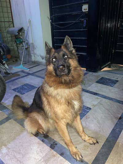Dog for sell