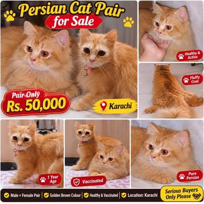 selling my cat