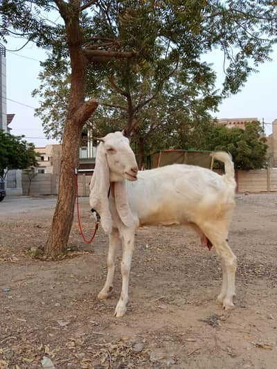 Gulabi Bakri Aur Bacha