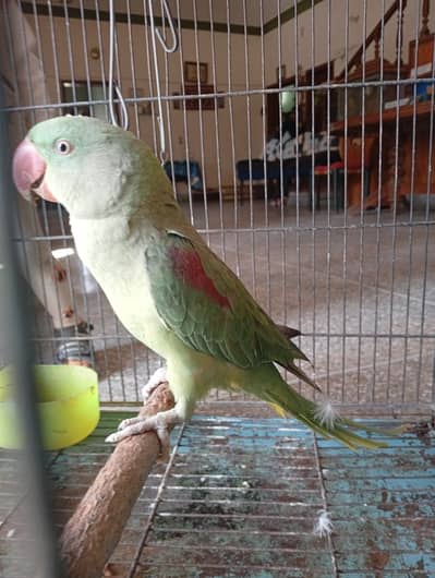 Kashmiri Raw Parrot