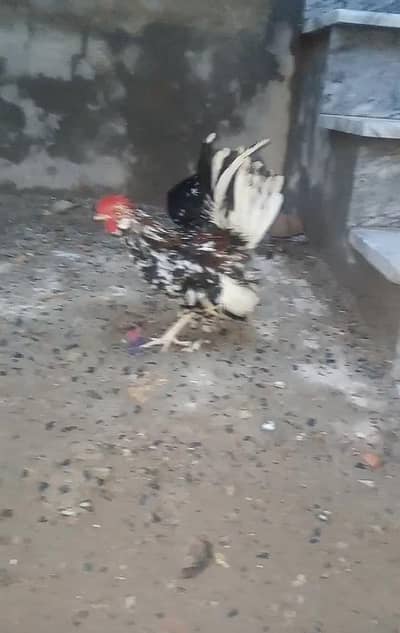 Fancy Hens