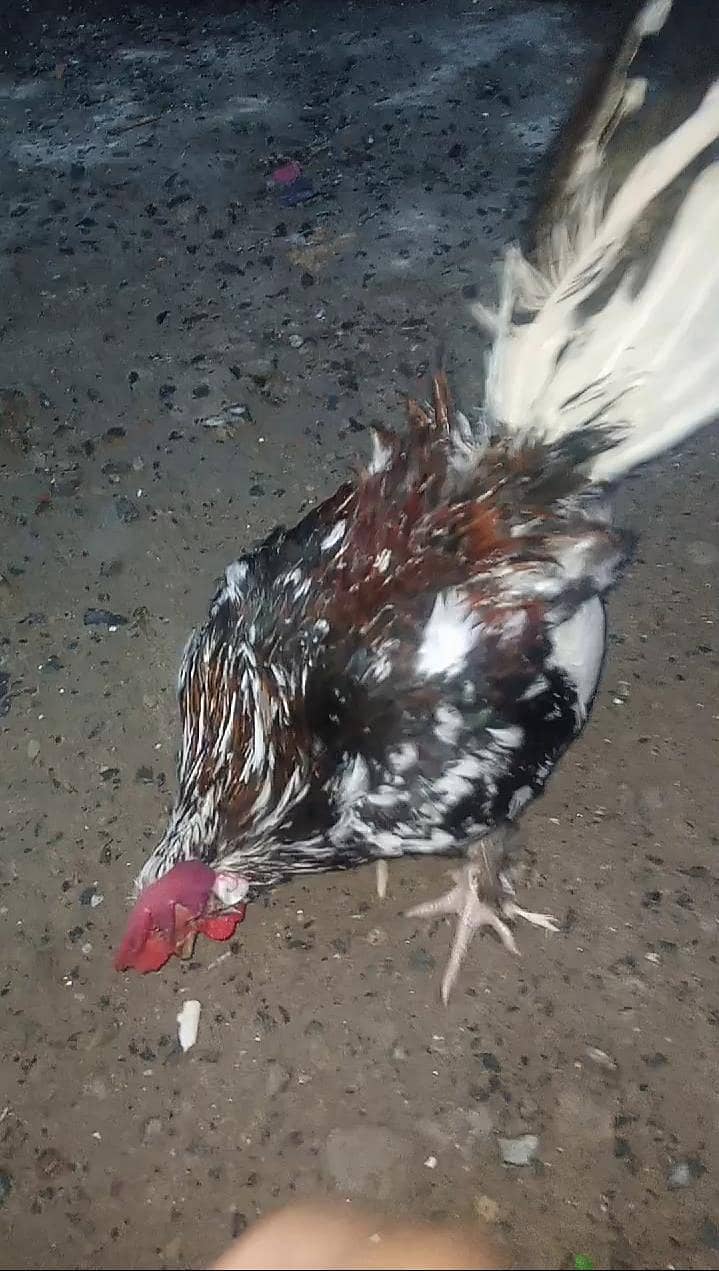 Fancy Hens 1