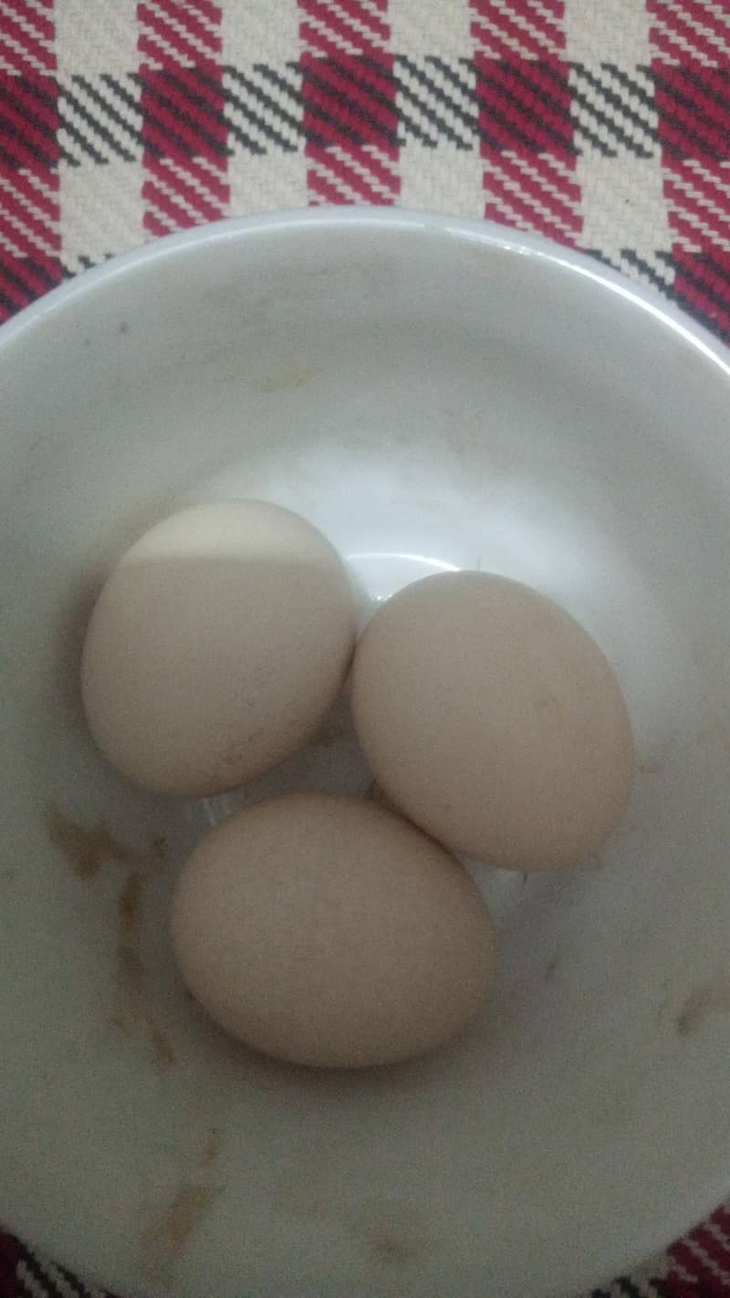 Fancy Hens 5