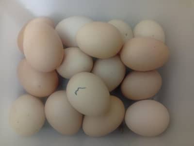 aseel pair ka eggs