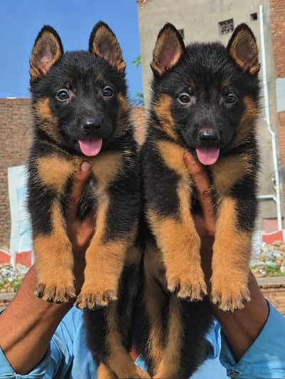 German Shepherd Puppy