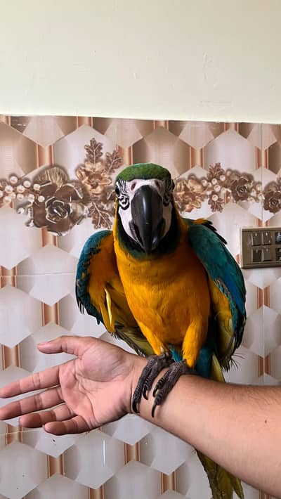 blue and gold baby macaw