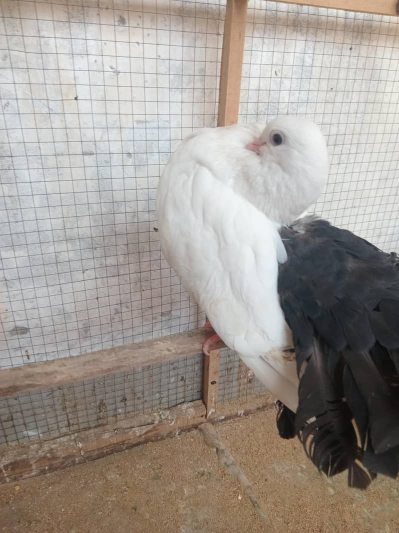 Black Tail 0