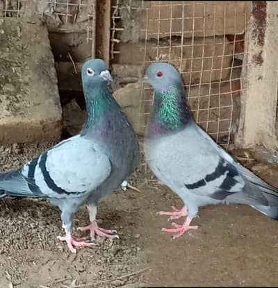 Pigeon for sale beautiful pair