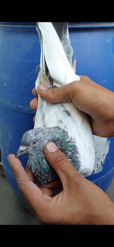 kabli Male for sale .