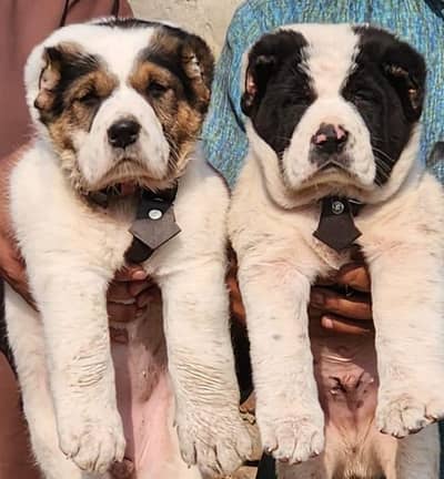 King Alabai dog / alabai puppies / security dog for sale