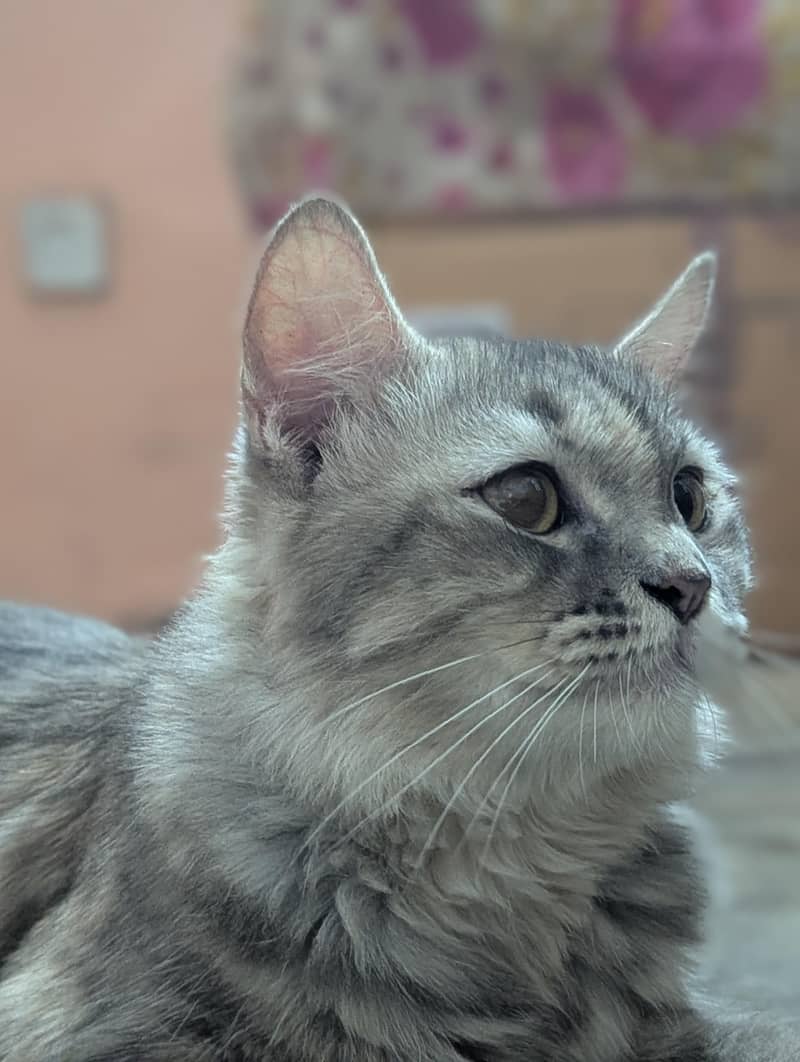 خوبصورت گرے بلی فروخت کے لیے – پیاری اور دلکش 0