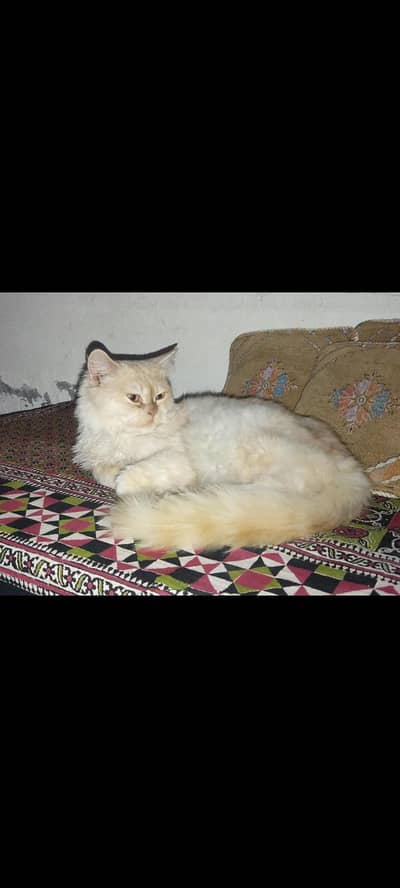 I'm selling punch face persion cat