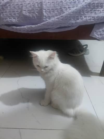 trained friendly cat