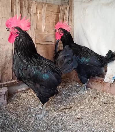 Black Australorp Breeders