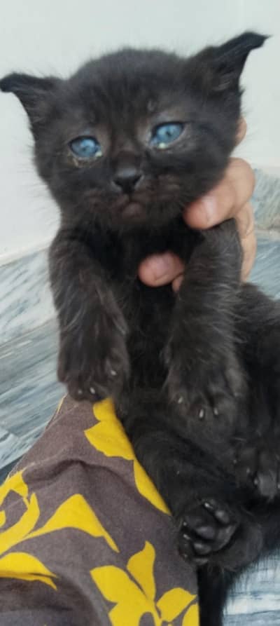 6 kittens and one their mother for sale