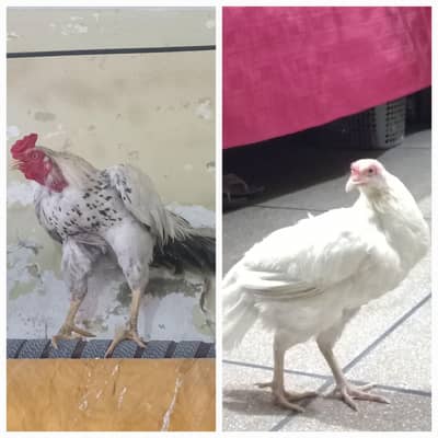 Pure Asheel Murga & Murgi Pair for sale