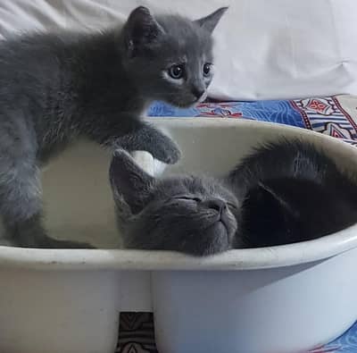 kittens for sale