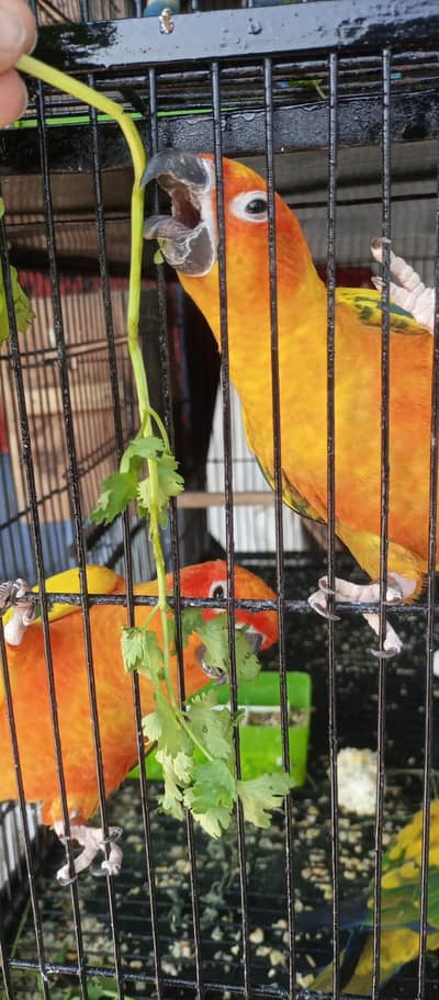 sunconoure breeder pair and extra male females