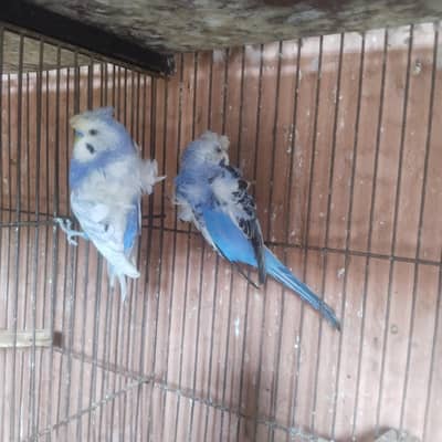 hogo breeder pair