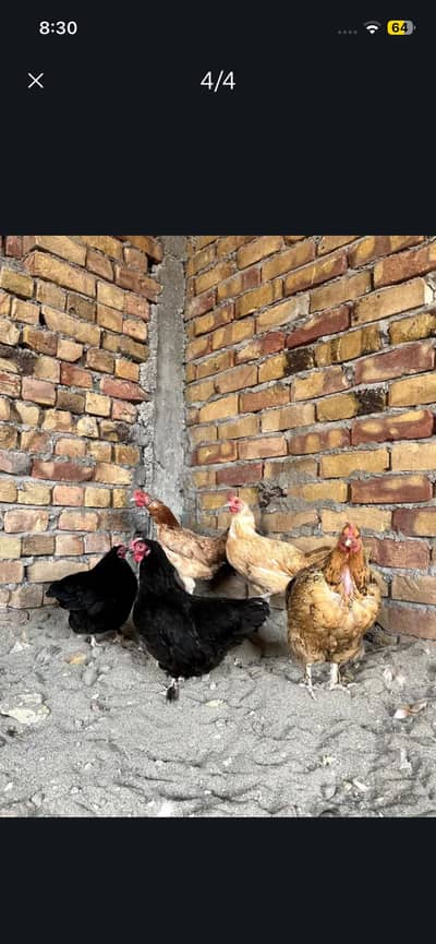 1male and 3 female for sale
