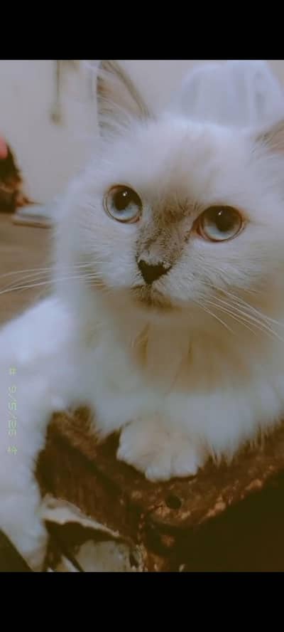 persian cat