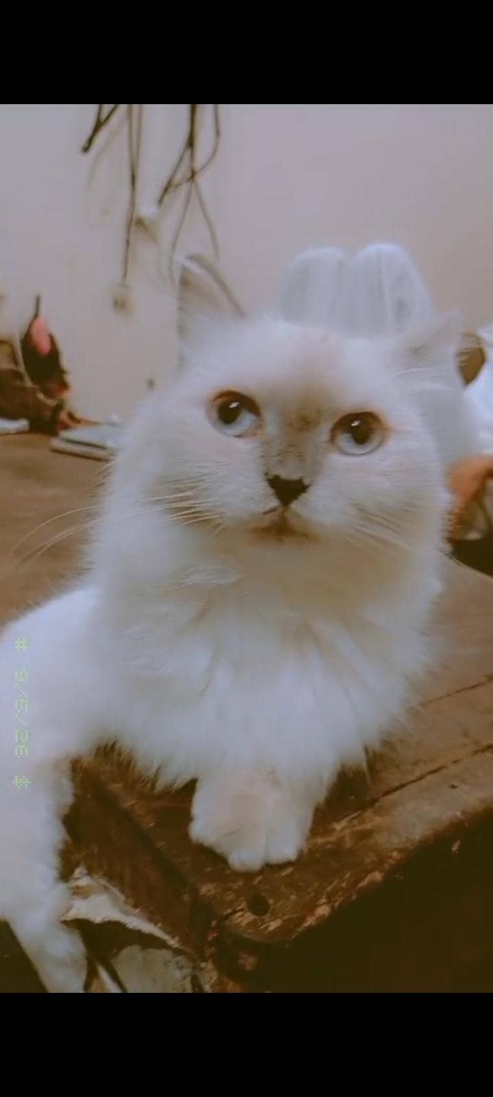 persian cat 1