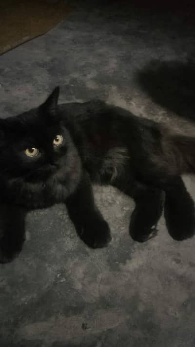 male cat for sale