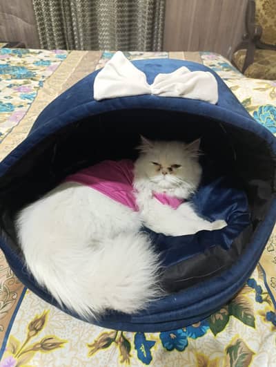 Persian Cat Vaccinated