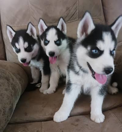 Siberian Husky vaccination related 3 month